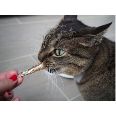 Cat Star Snack Fisch Nobby